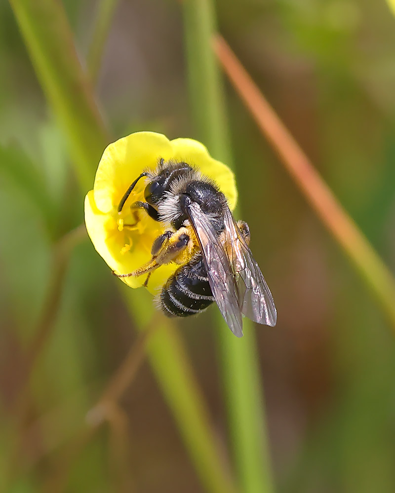 Andrena tarsata