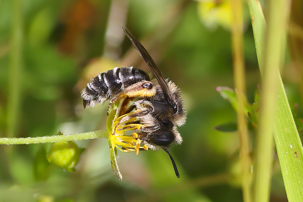 Andrena denticulata?