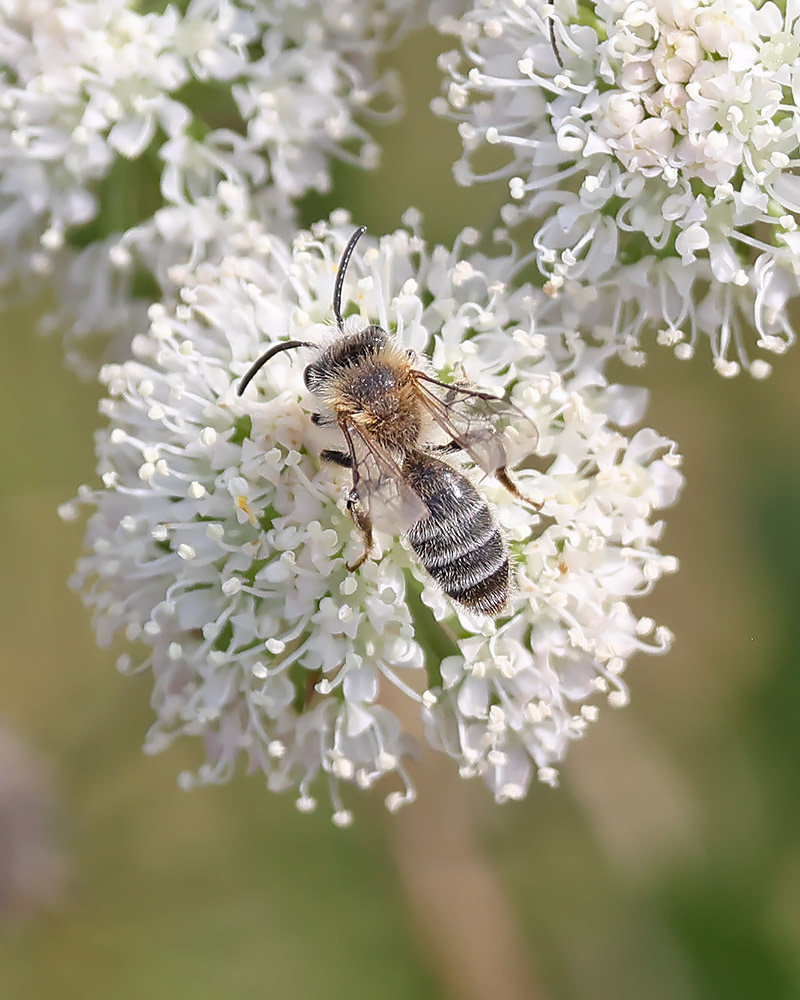 Andrena sp. 