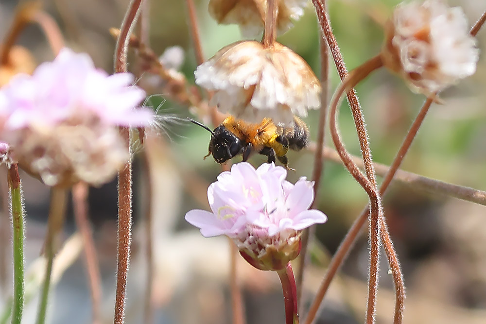 Black-headed mining bee