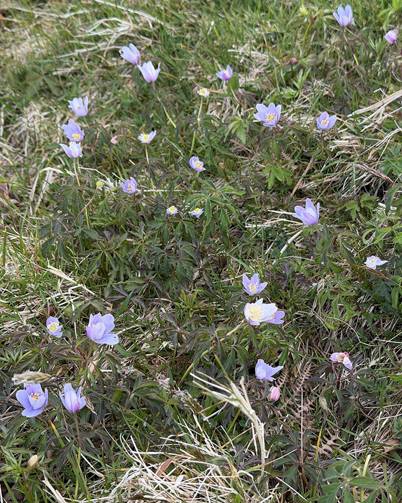 Wood anemones