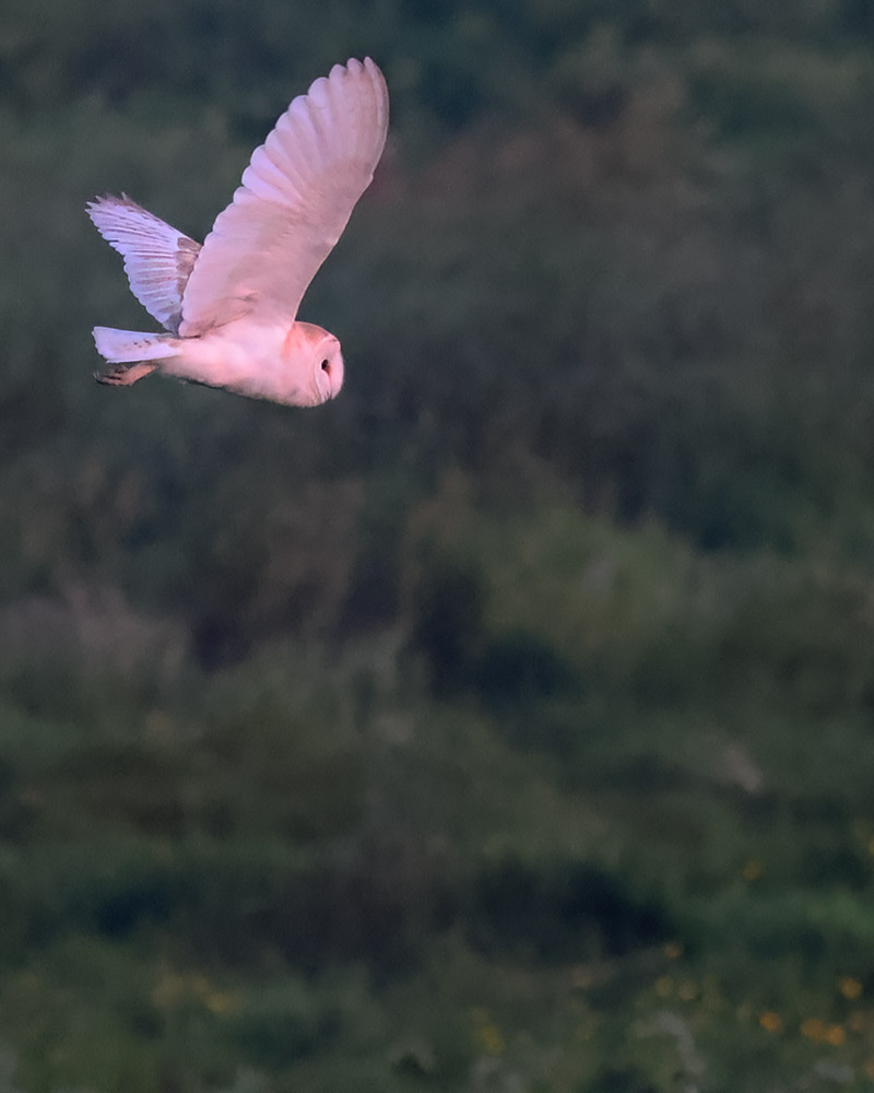 Barn owl