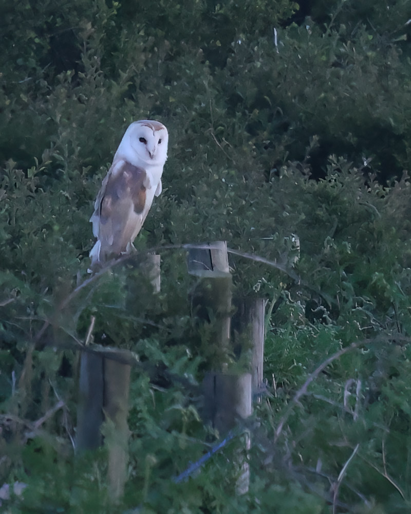 Barn owl