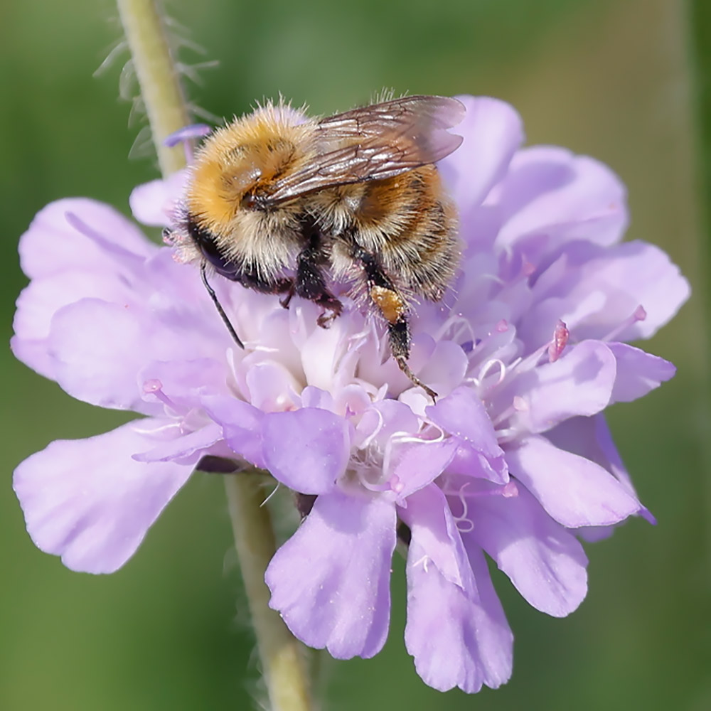 Brown-banded carder bee
