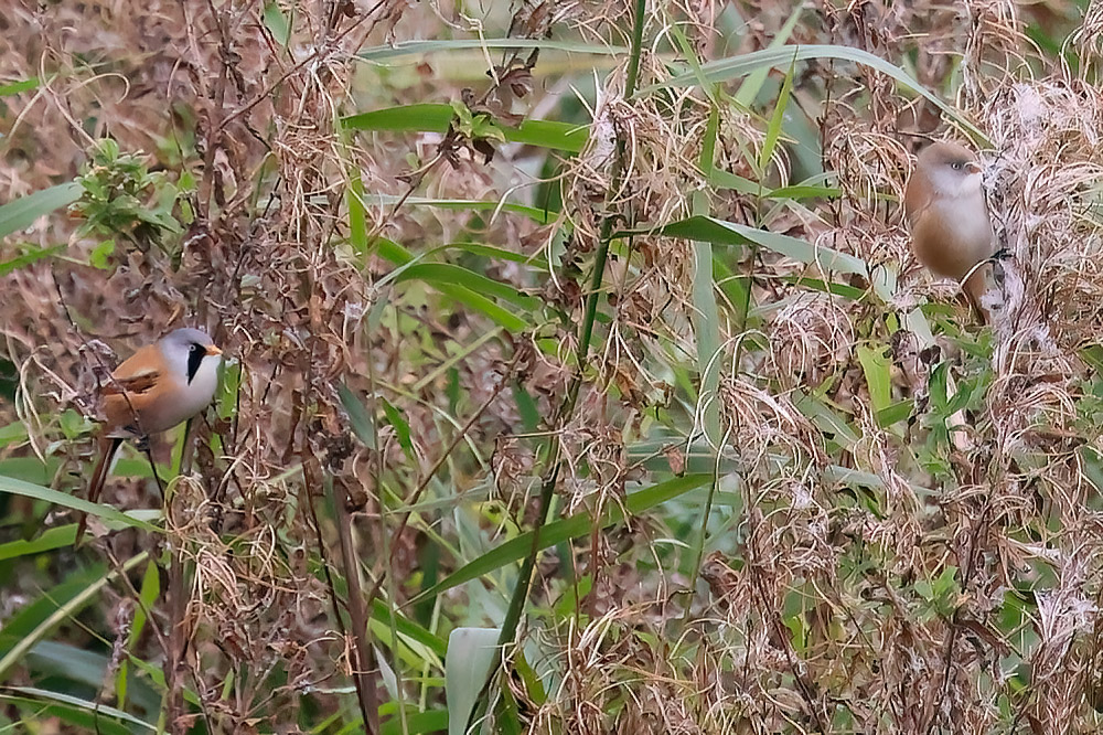 Bearded tits