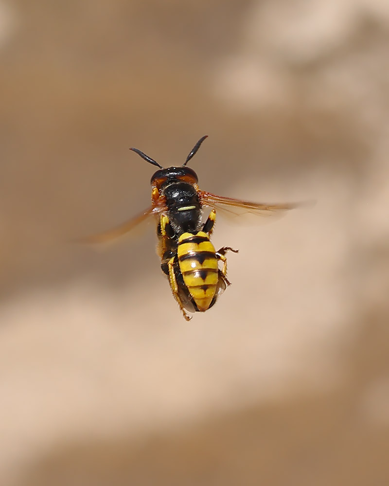 Bee wolf