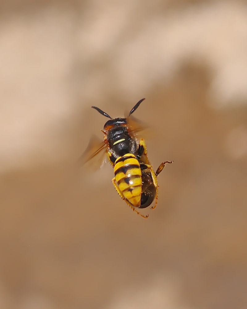 Bee wolf