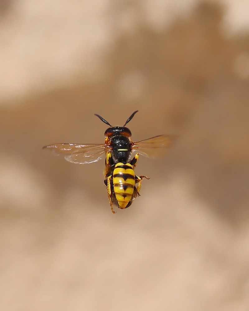 Bee wolf