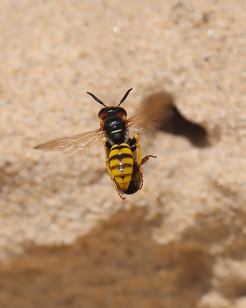 Bee wolf