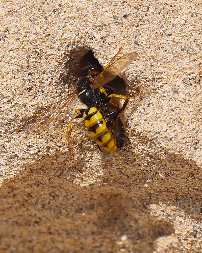 Bee wolf