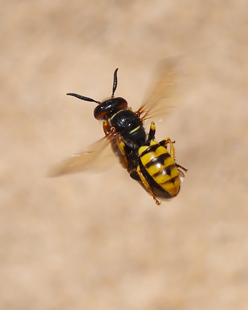 Bee wolf