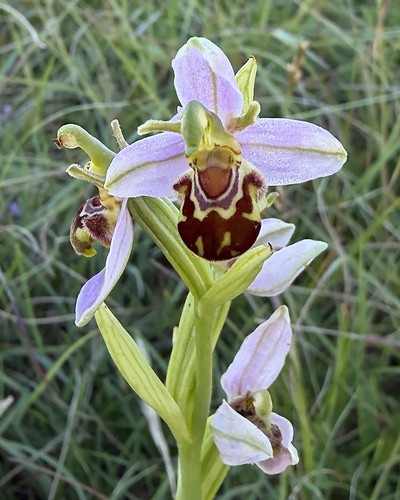 Bee orchid
