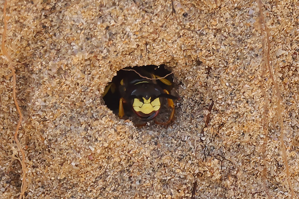 Bee wolf