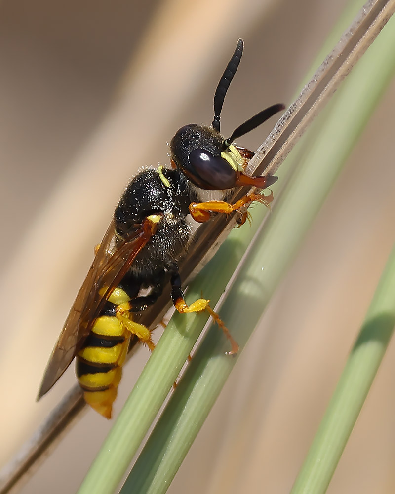 Bee wolf