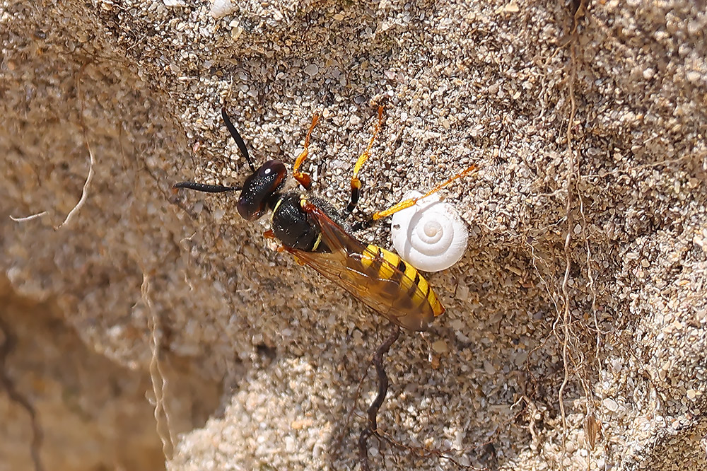 Bee wolf