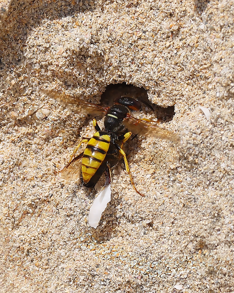 Bee wolf