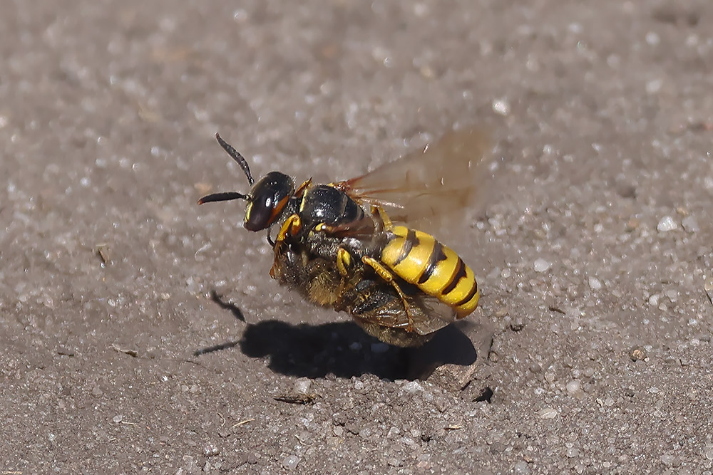 Bee wolf