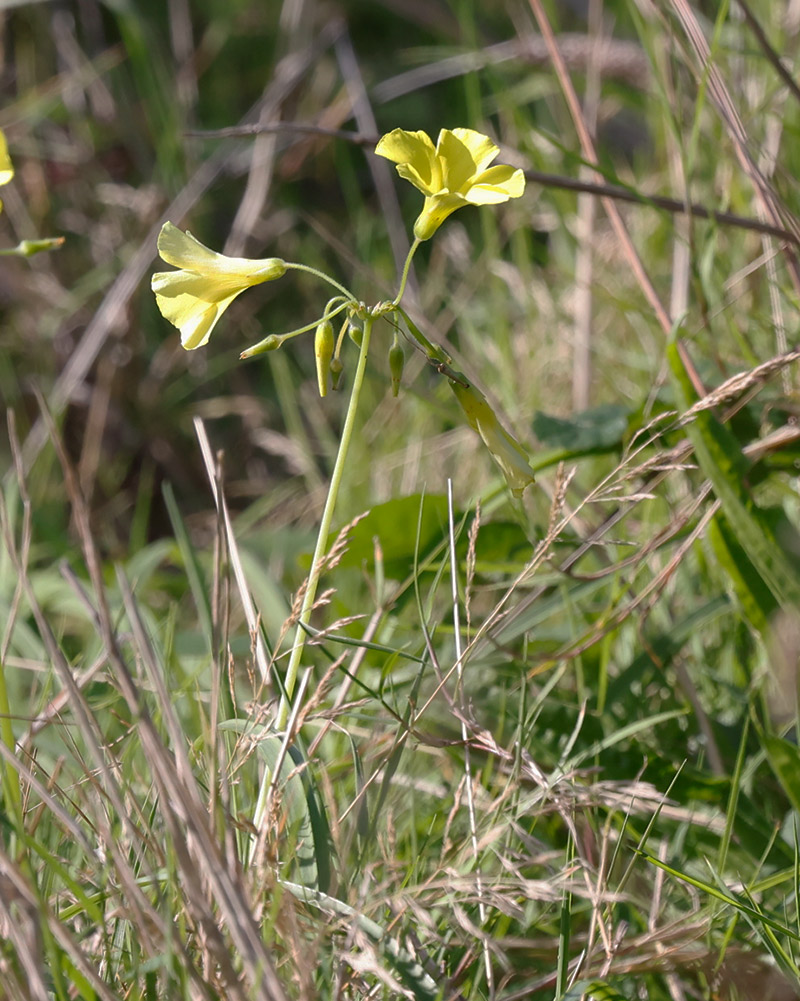 Bermuda buttercup