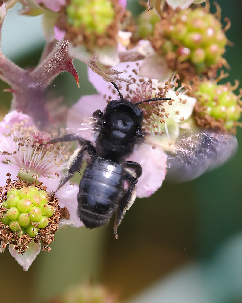 Black mining bee
