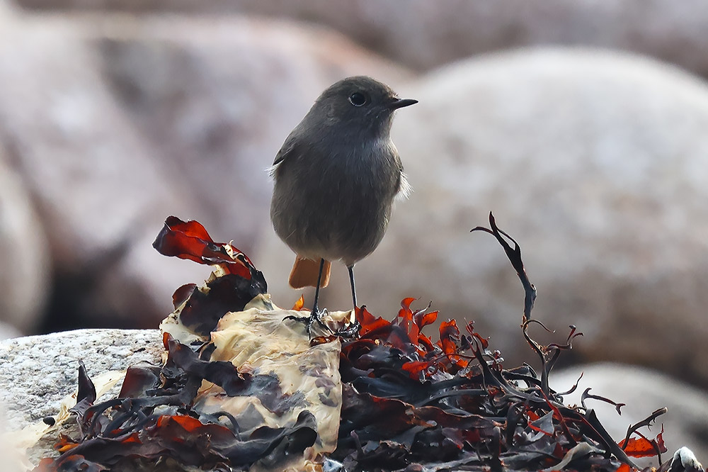 Black redstart