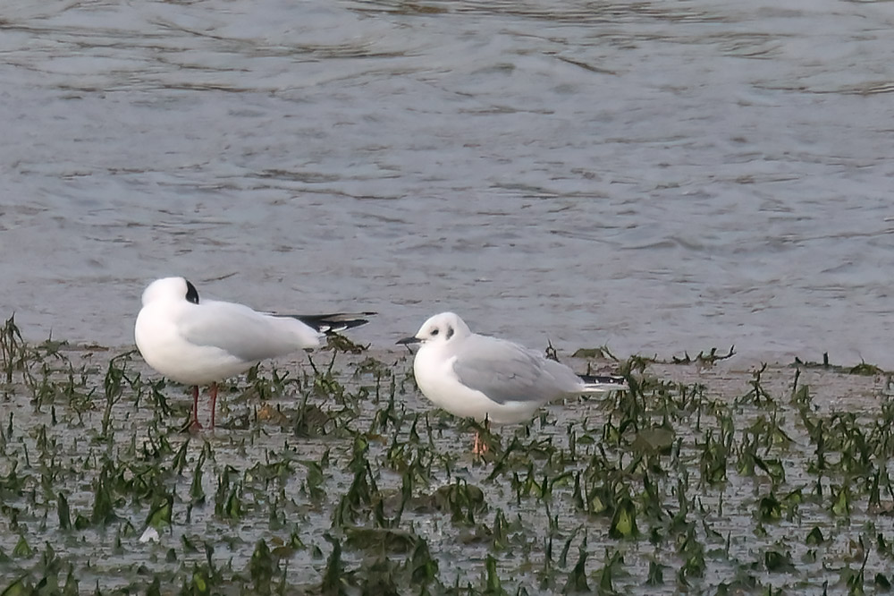 Bonaparte's gull