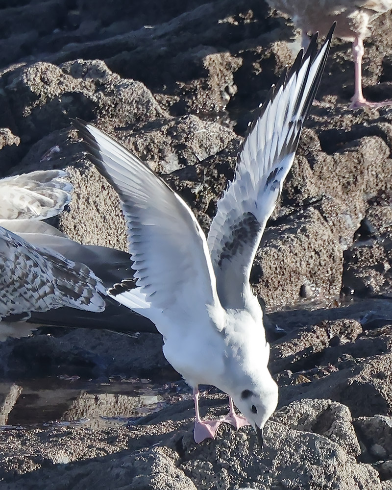 Bonaparte's gull