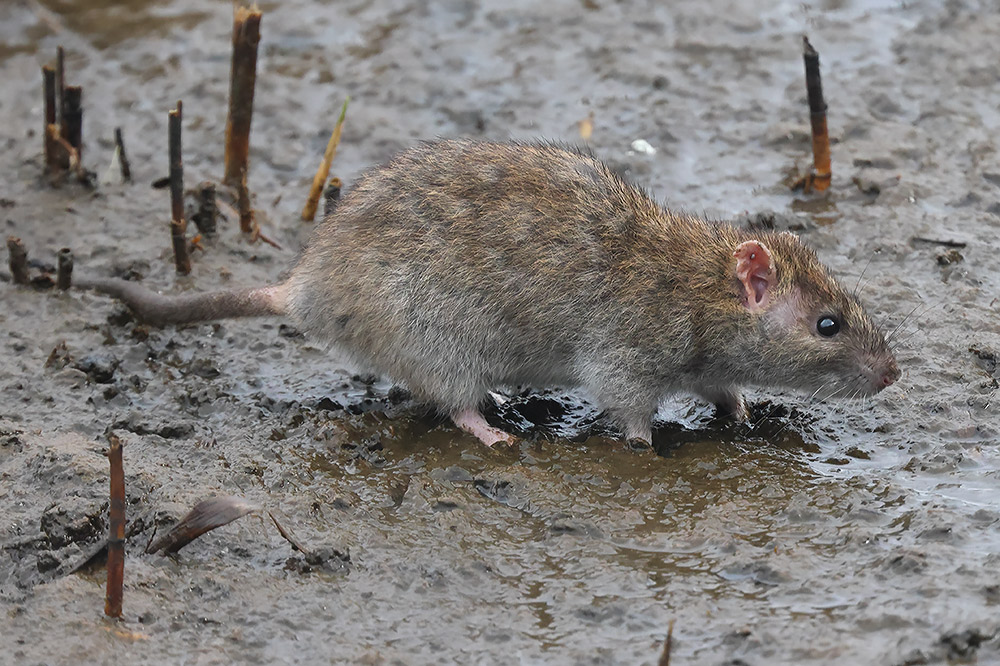 Brown rat