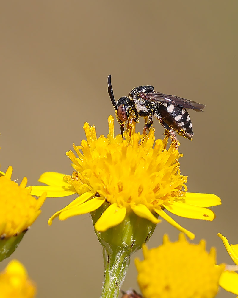 Black-thighed epeolus
