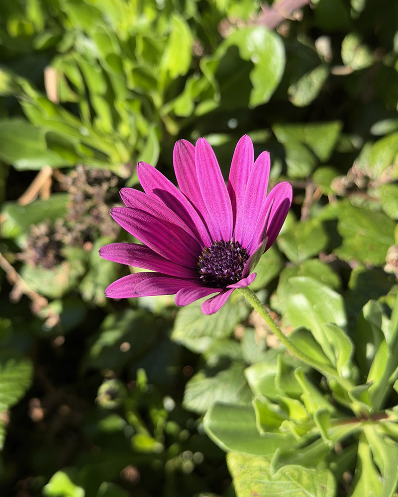Cape rain daisy