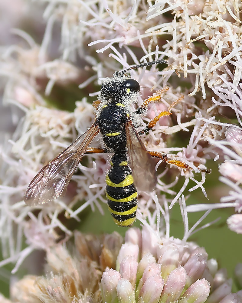 Sand tailed digger wasp