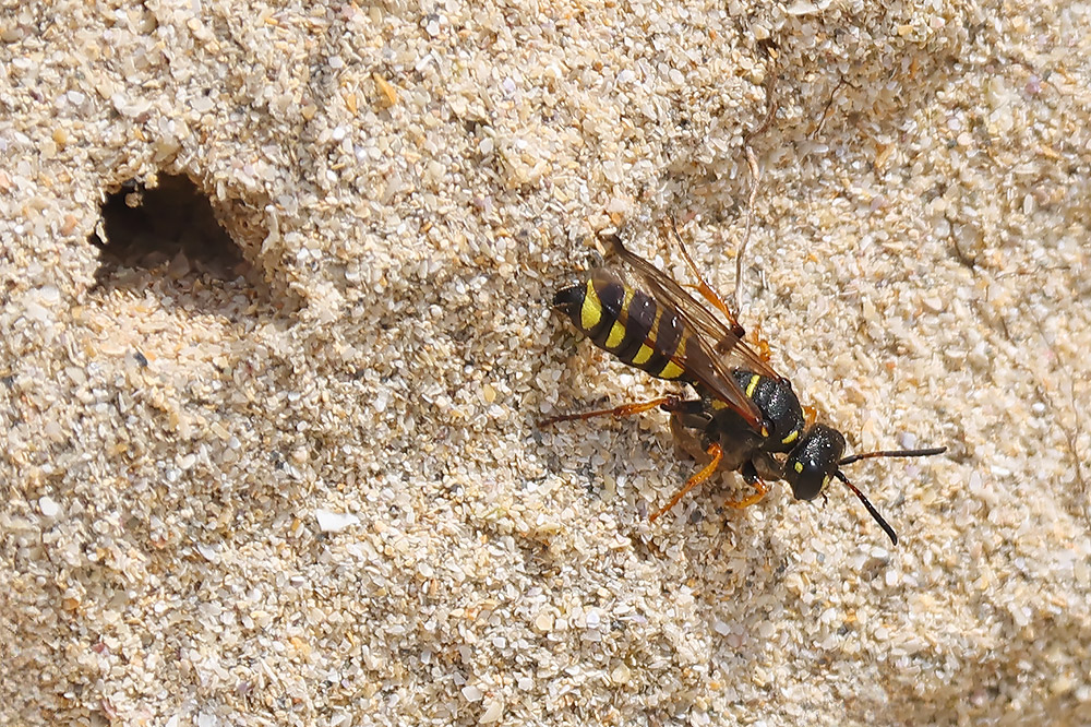 Cerceris arenaria