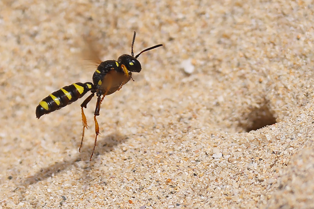 Cerceris arenaria