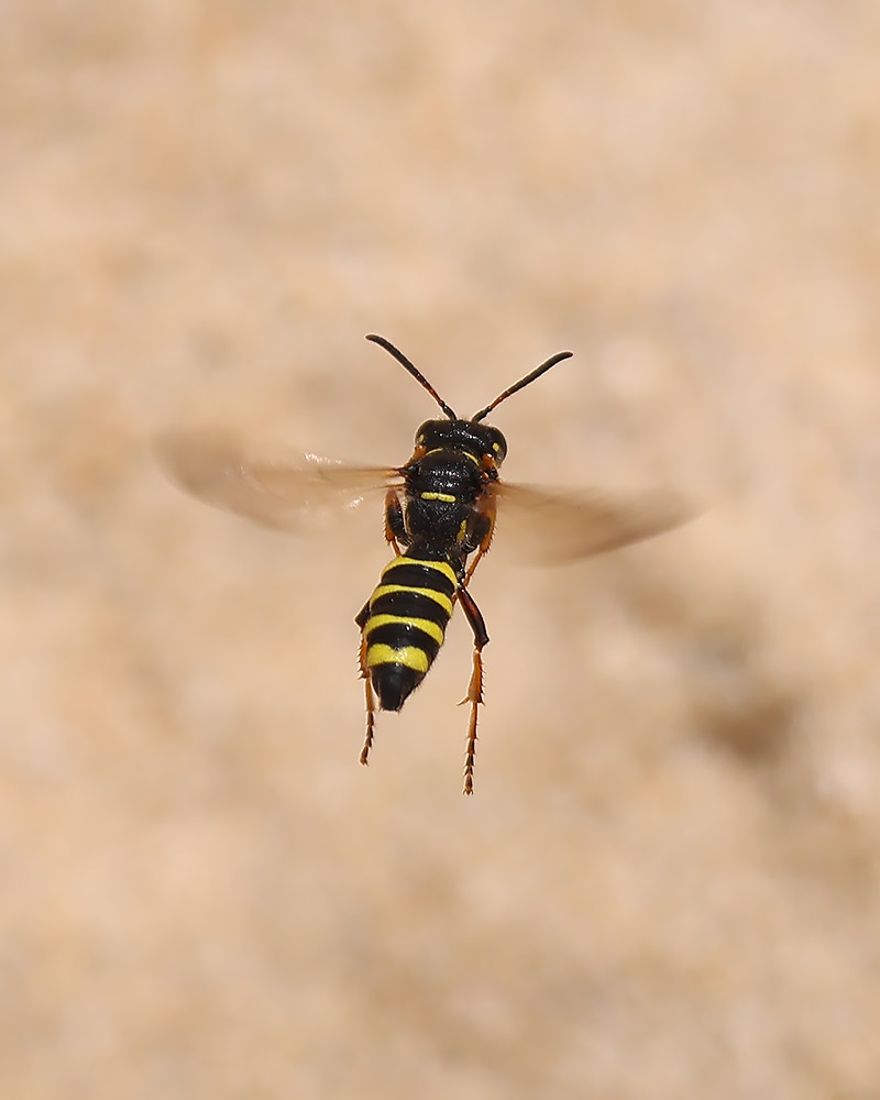 Cerceris arenaria