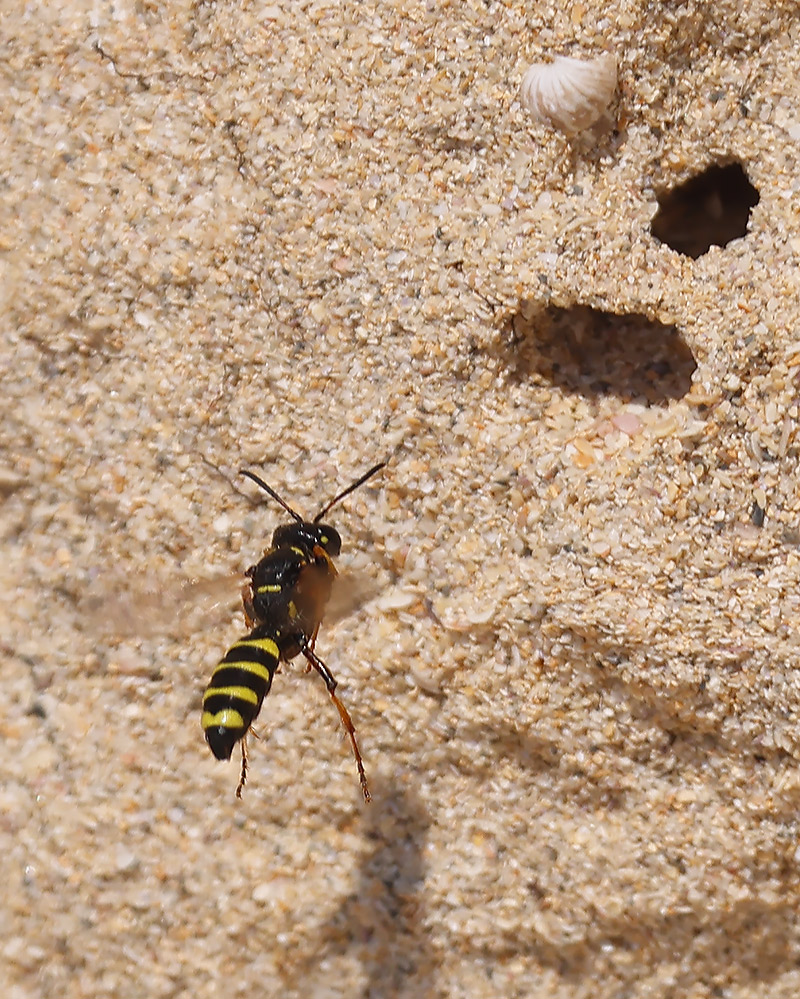 Cerceris arenaria