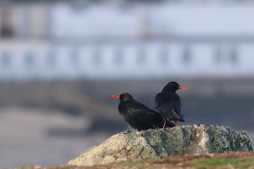 chough