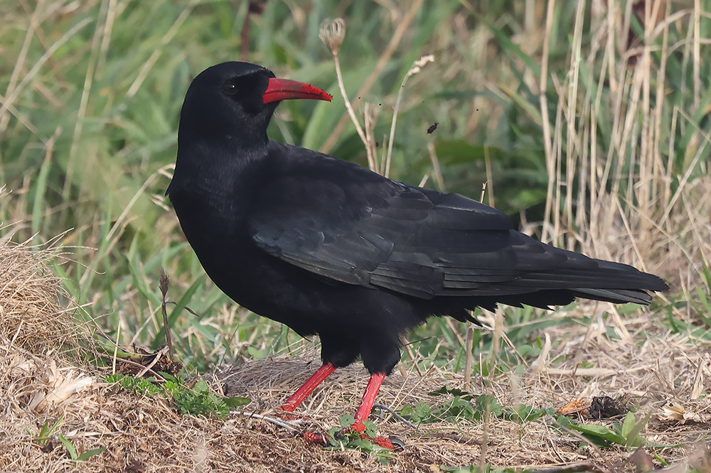 Chough