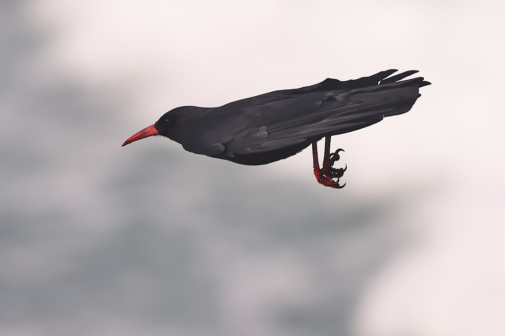 Chough
