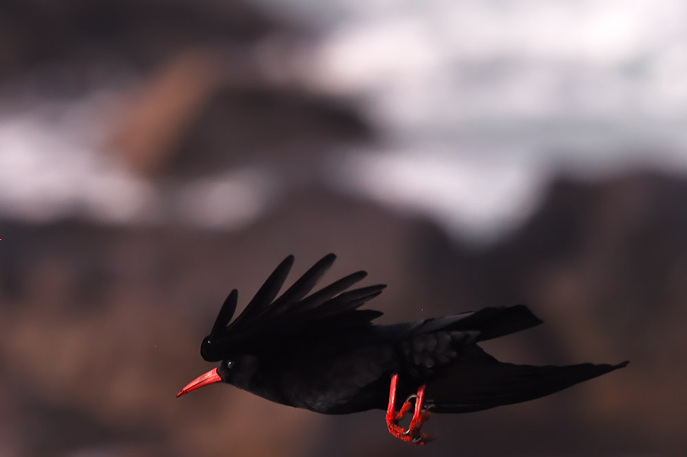 Chough