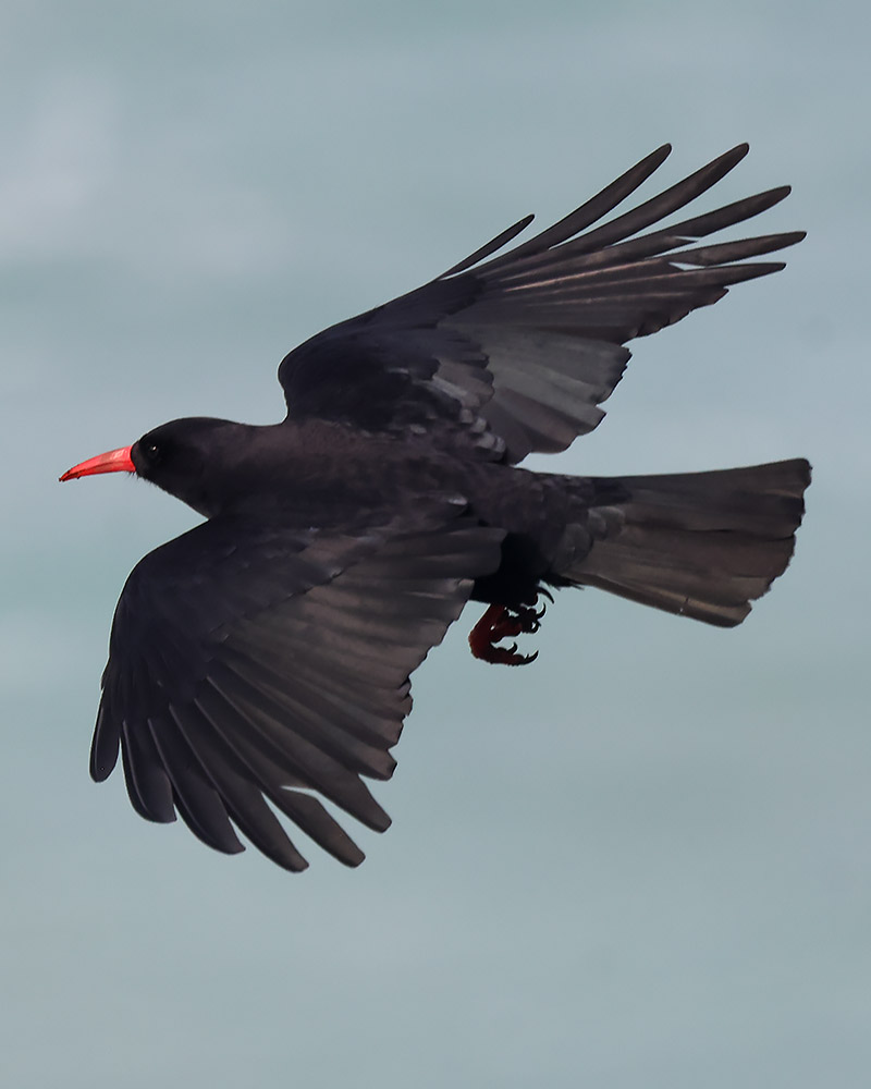 Chough