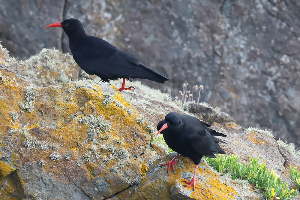 Chough