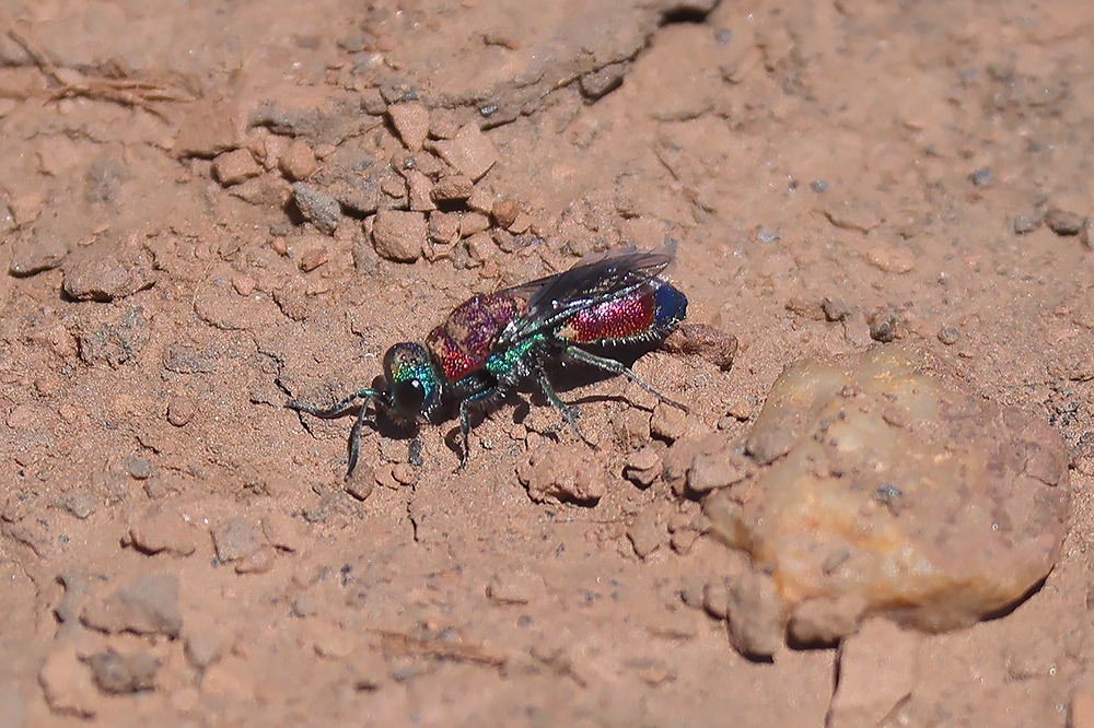 Chysis viridula