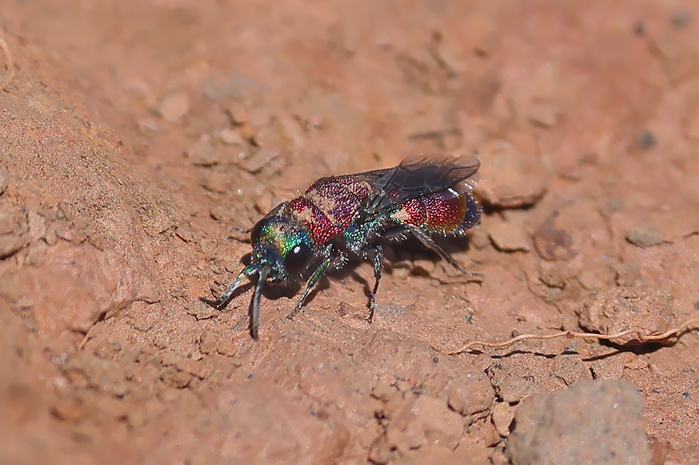 Chrysis viridula