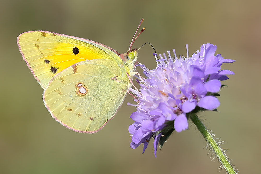 Clouded yellow