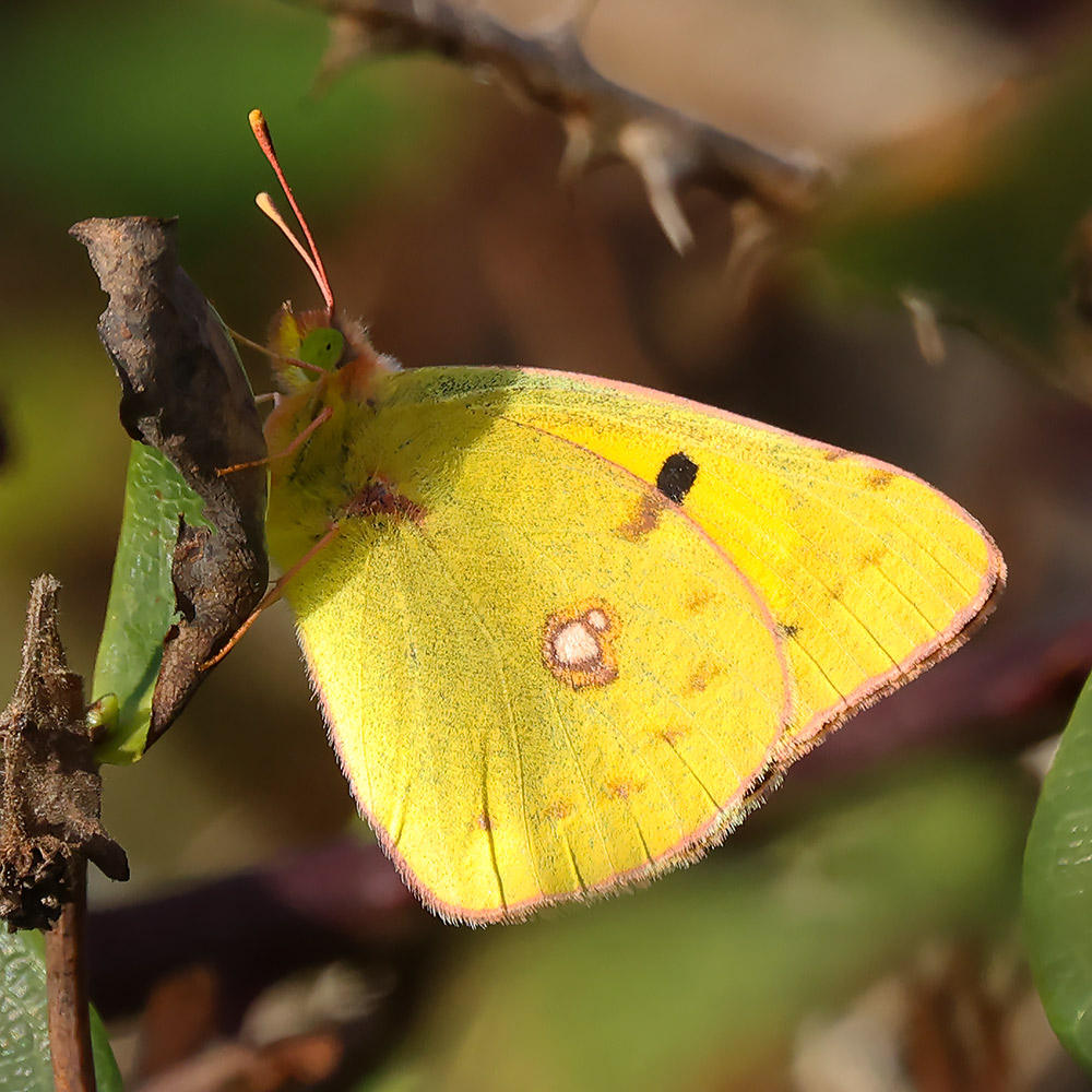 Clouded yellow