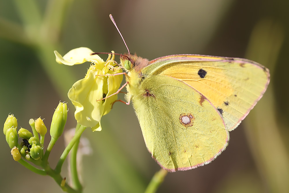 Clouded yellow