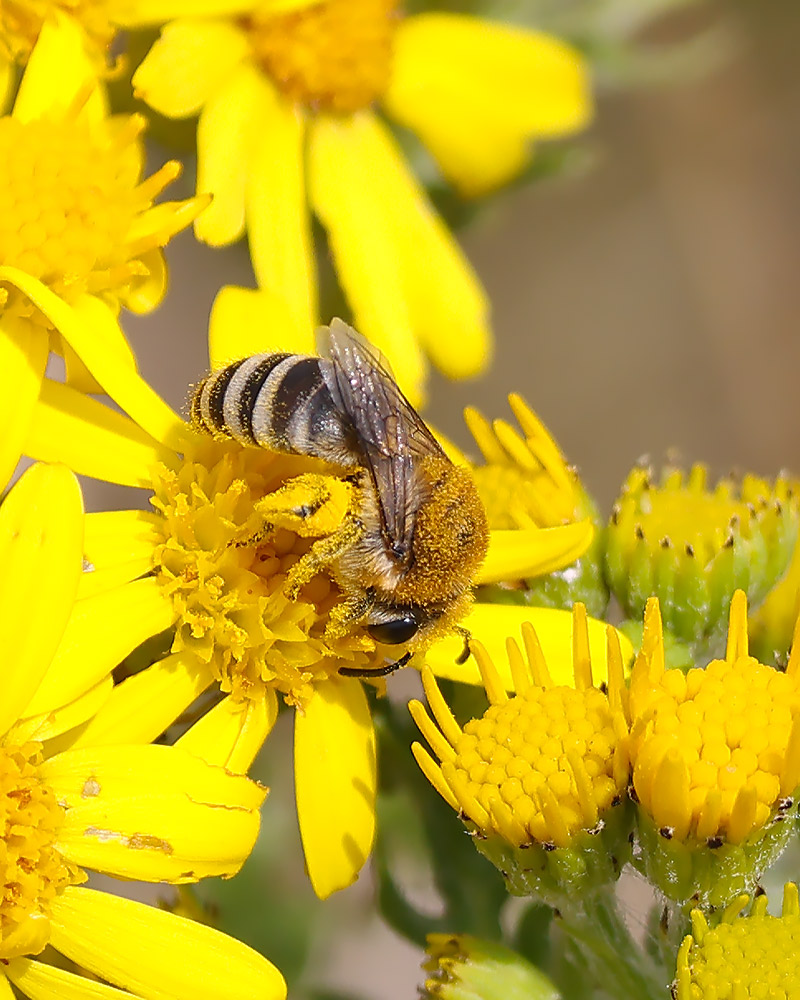 Colletes