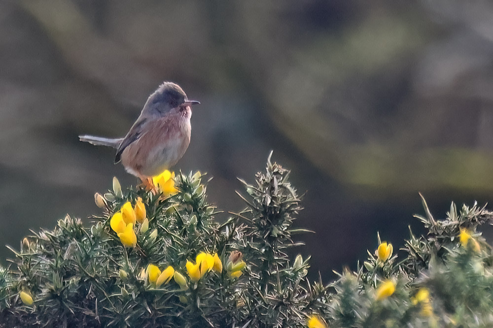 Dartford warbler