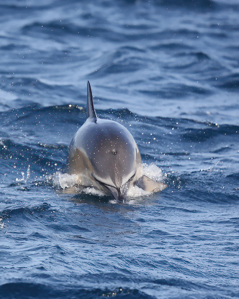 Common dolphin