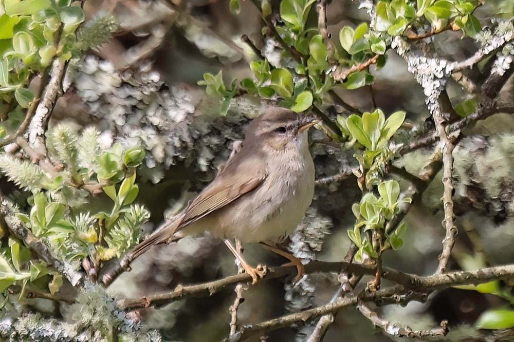 Dusky warbler