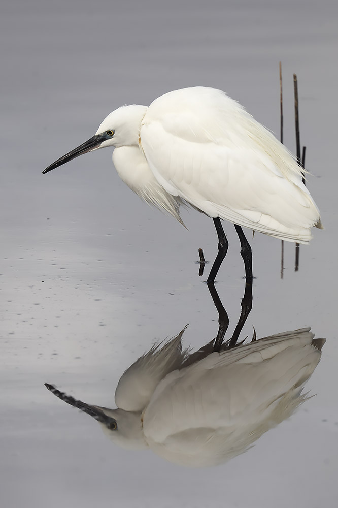 Little egret